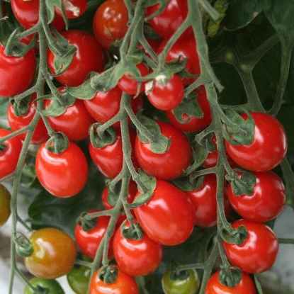 Picture of Tomato  Apero F1